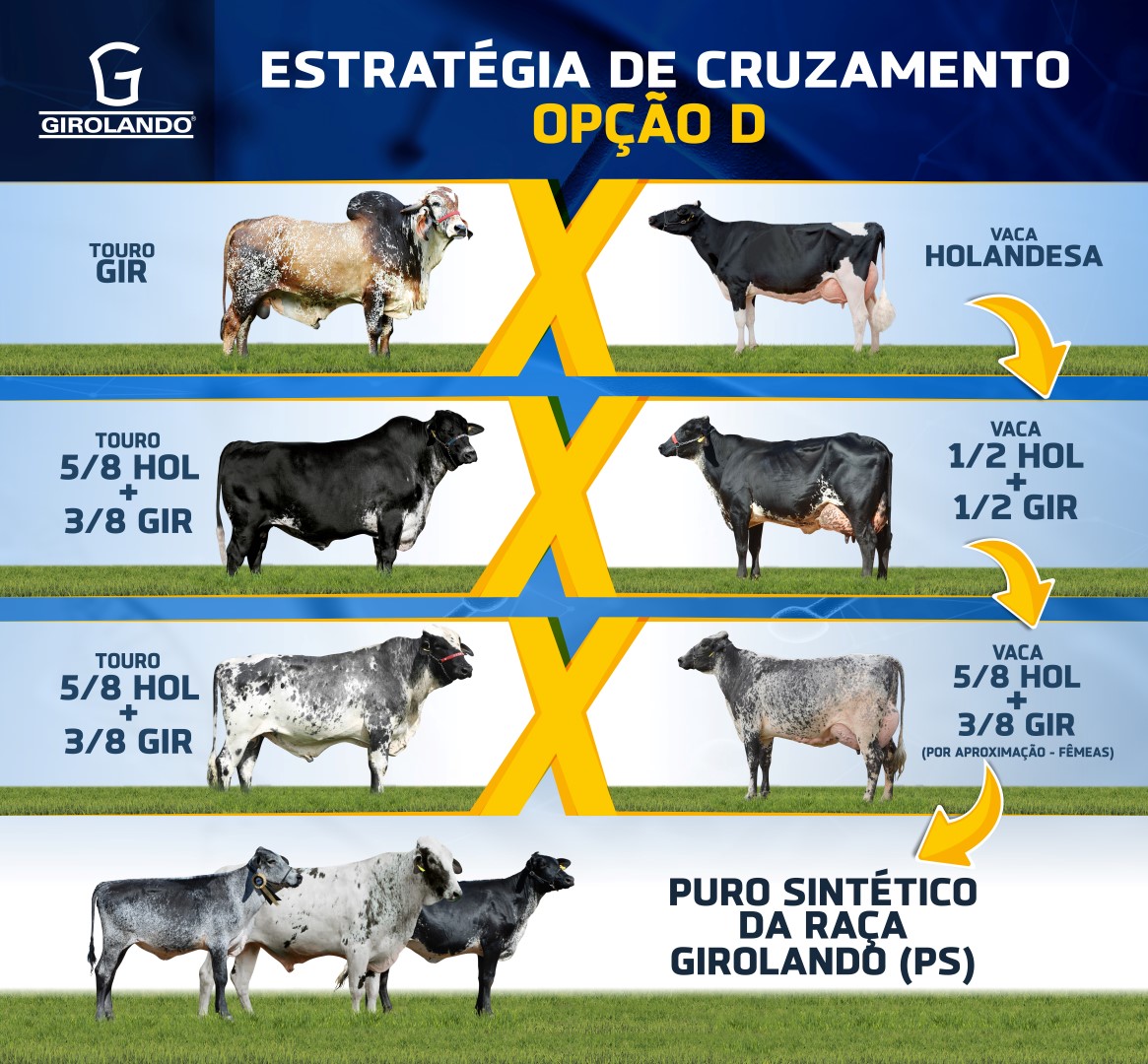 Cruzamentos Associação Brasileira dos Criadores de Girolando Cruzamentos Associação Brasileira dos Criadores de Girolando